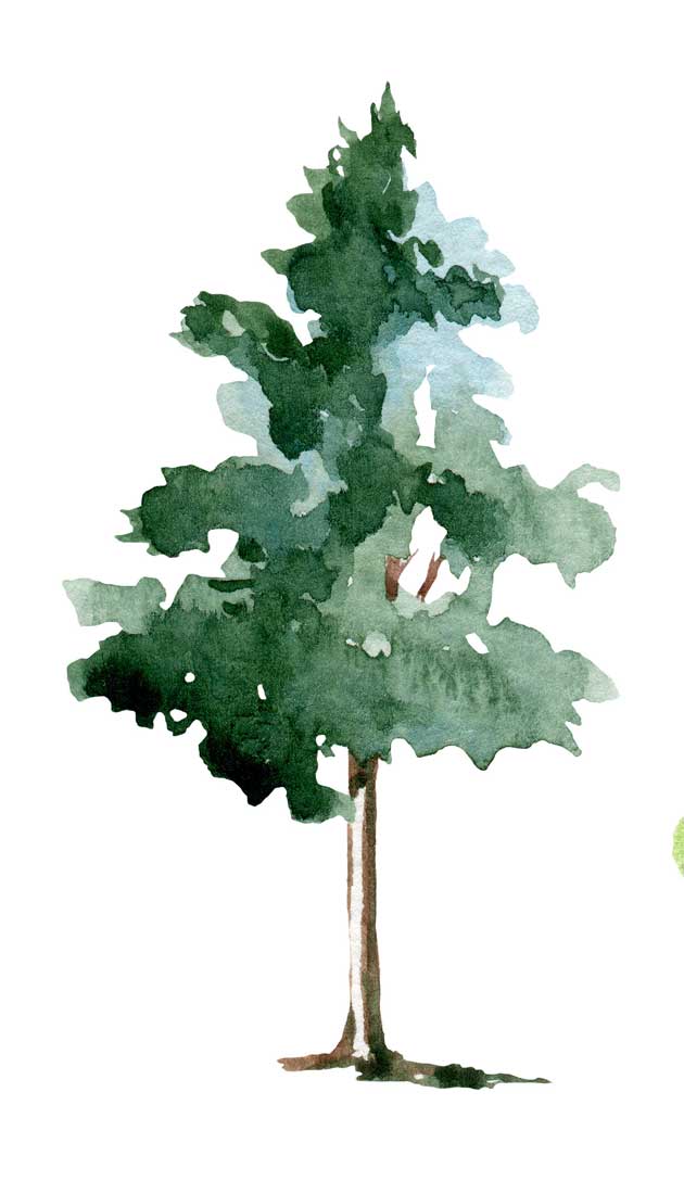Scots Pine Science